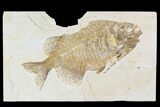 Bargain, Phareodus Fish Fossil - Uncommon Fish #105430-1